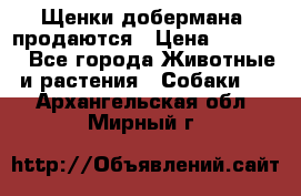 Щенки добермана  продаются › Цена ­ 45 000 - Все города Животные и растения » Собаки   . Архангельская обл.,Мирный г.